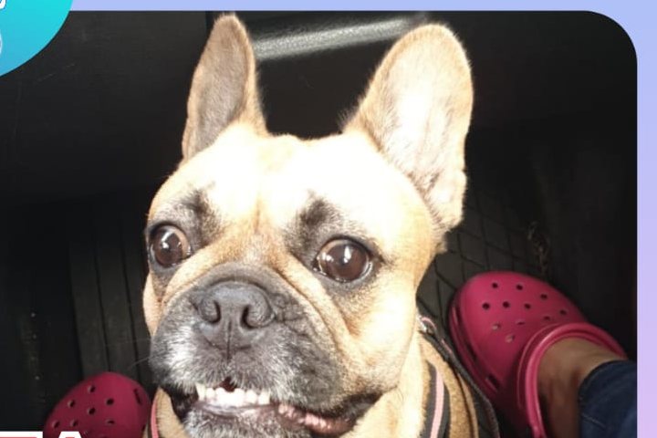Bulldog francés paciente del consultorio