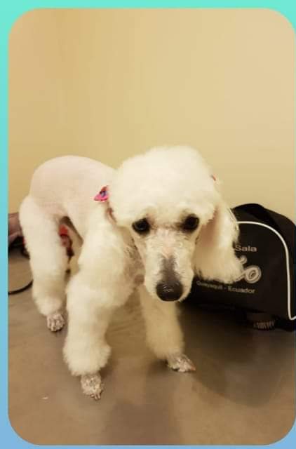 Poodle blanco recién bañado